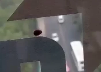 ¡No solo el Metro ni la UNAM! Reportan presencia de supuestas chinches en la Línea 1 del Cablebús