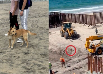 ¿Terminó el sueño americano? Perrito migrante que cruzó la frontera de Tijuana regresa a casa