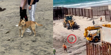 ¿Terminó el sueño americano? Perrito migrante que cruzó la frontera de Tijuana regresa a casa