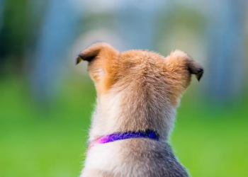 Perrito muere luego de esperar 2 años en la veterinaria a que su dueño regresara
