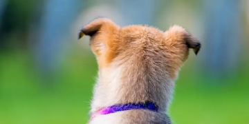 Perrito muere luego de esperar 2 años en la veterinaria a que su dueño regresara