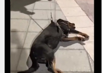 Perrito finge desmayo para que no termine su hora de juegos en el parque y arrasa en la red