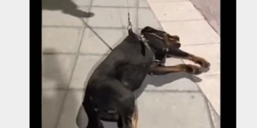 Perrito finge desmayo para que no termine su hora de juegos en el parque y arrasa en la red