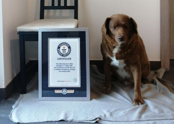 Muere a los 31 años ‘Bobi’, el perro más longevo del mundo, acreditado por el Récord Guinness