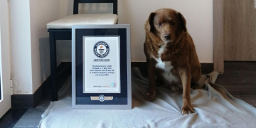Muere a los 31 años ‘Bobi’, el perro más longevo del mundo, acreditado por el Récord Guinness