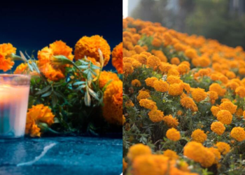 Día de Muertos 2023 ¿Dónde comprar la flor de cempasúchil para tu ofrenda?