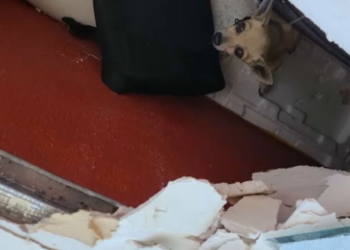  En Acapulco buscan a sus mascotas entre los escombros tras impacto de “Otis”