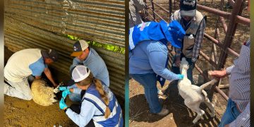 Continúa Gobierno del Estado barrido sanitario para prevenir el Gusano Barrenador en Parral