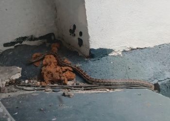 Denuncian presencia de víbora dentro del IMSS de Parral; se ocultó entre la estructura del edificio