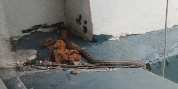 Denuncian presencia de víbora dentro del IMSS de Parral; se ocultó entre la estructura del edificio