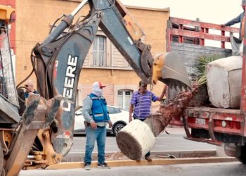 Nuevas palmeras embellecen las jardineras de la Avenida Independencia