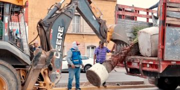 Nuevas palmeras embellecen las jardineras de la Avenida Independencia