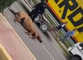 Choque contra caballo lo deja sin vida; y tres personas lesionadas en la vía corta a Chihuahua