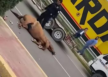 Choque contra caballo lo deja sin vida; y tres personas lesionadas en la vía corta a Chihuahua
