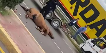 Choque contra caballo la deja sin vida; y tres personas lesionadas en la vía corta a Chihuahua