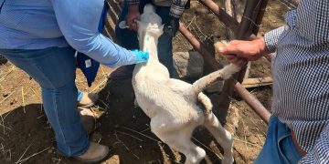 Confirman dos casos de gusano barrenador en Chihuahua: uno en Parral y otro en San Francisco del Oro