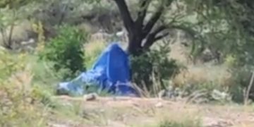 Hallan sin vida a joven colgado de un árbol en la colonia Palmilla